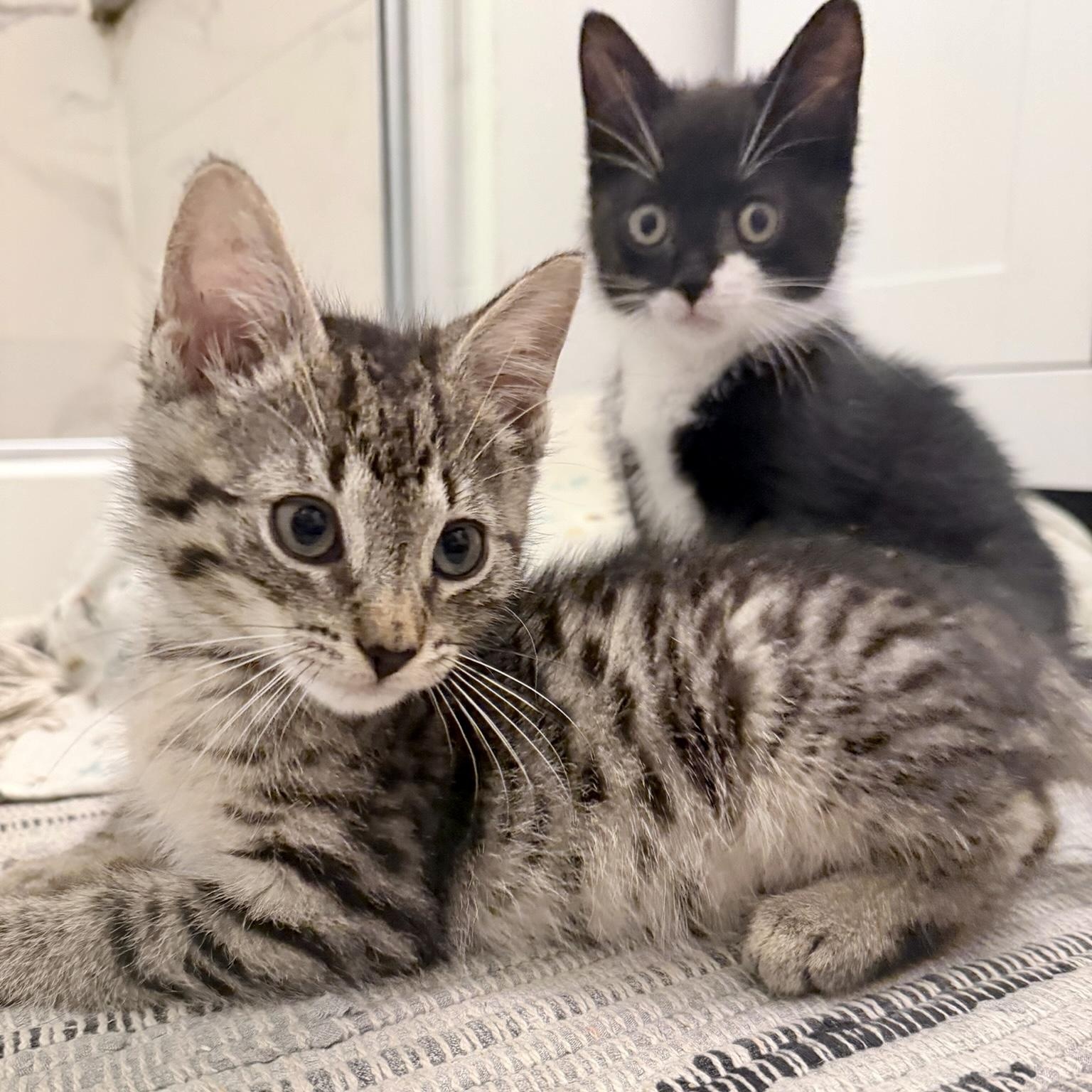 Plum & Concord, ADOPTABLE, Kitten Male Domestic Short Hair.