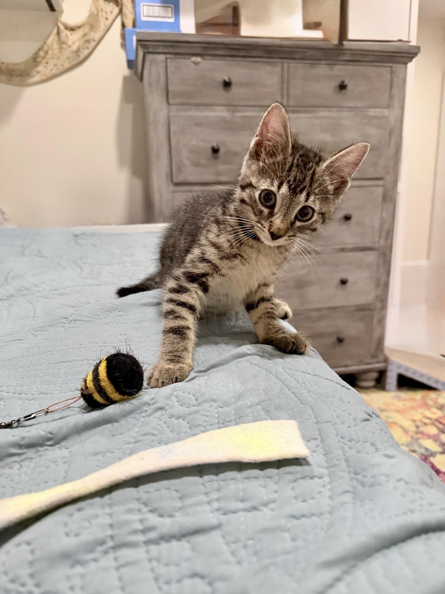 Plum & Concord, a ADOPTABLE Domestic Short Hair in Brooklyn, NY image 5/6