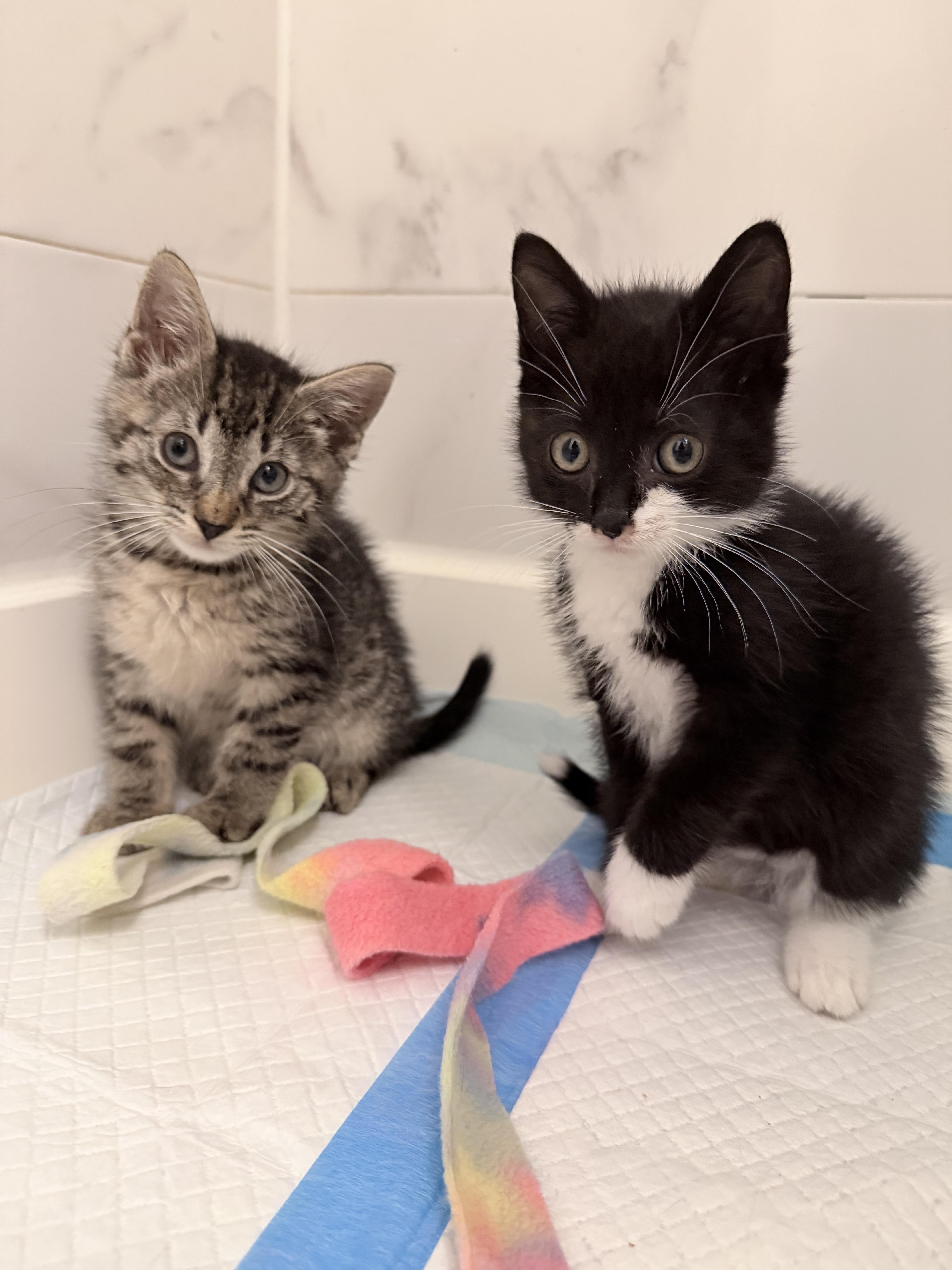 Plum & Concord, a ADOPTABLE Domestic Short Hair in Brooklyn, NY image 2/6
