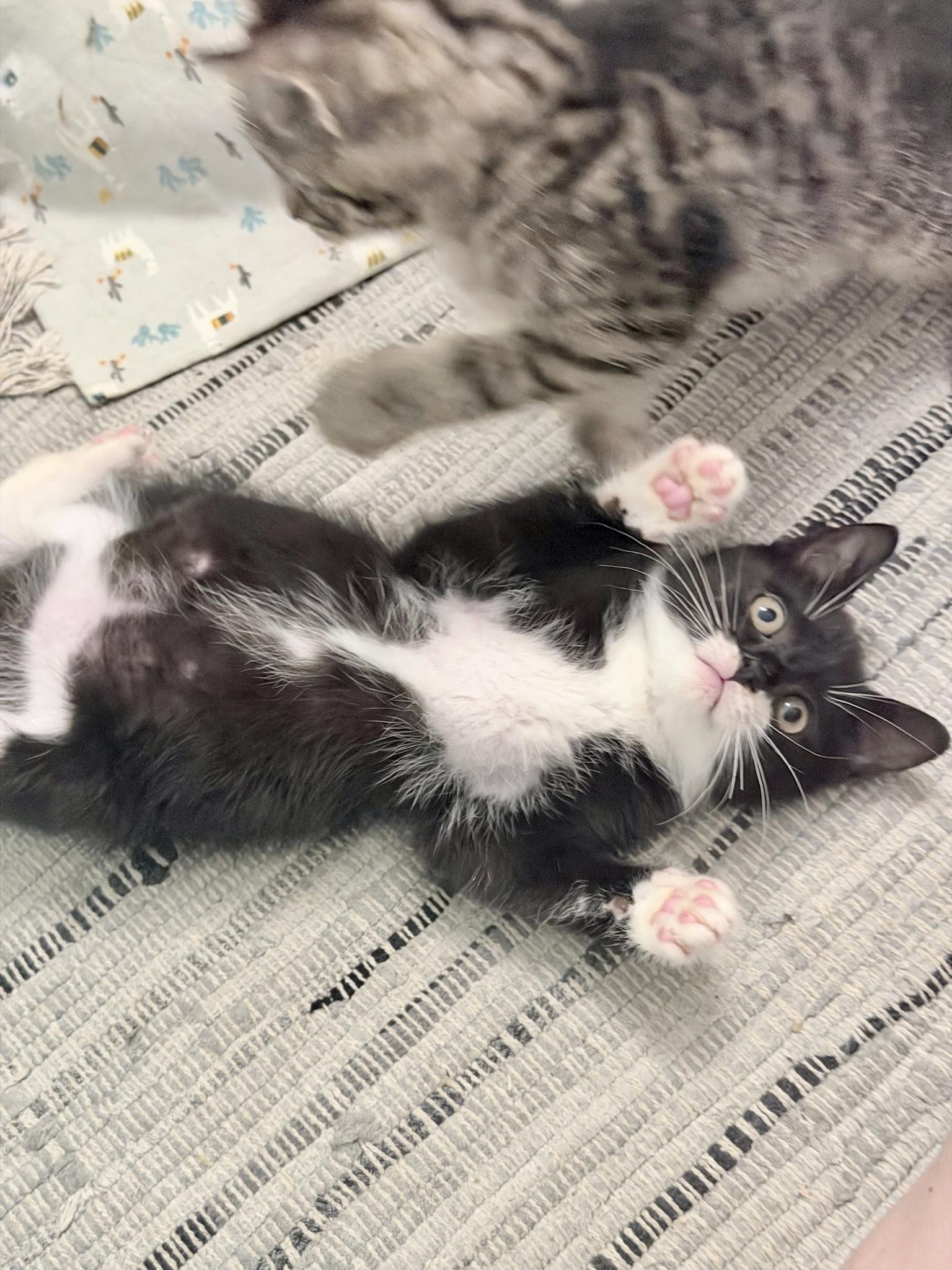 Plum & Concord, a ADOPTABLE Domestic Short Hair in Brooklyn, NY image 6/6