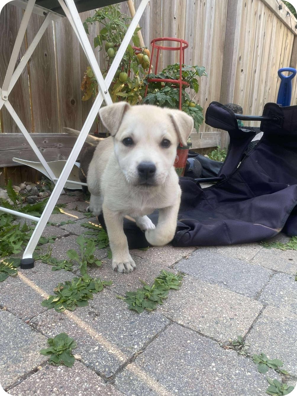 Millie, an adoptable Mixed Breed in Winnipeg, MB, R3E 2Z9 | Photo Image 5