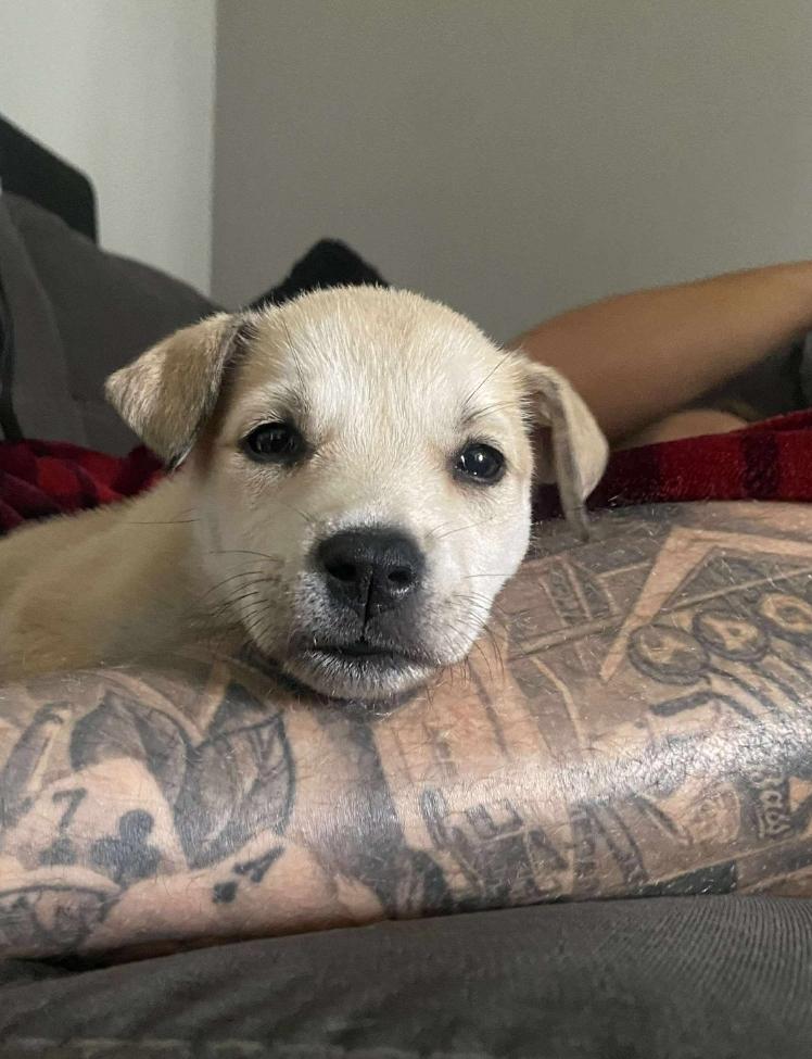 Millie, an adoptable Mixed Breed in Winnipeg, MB, R3E 2Z9 | Photo Image 4