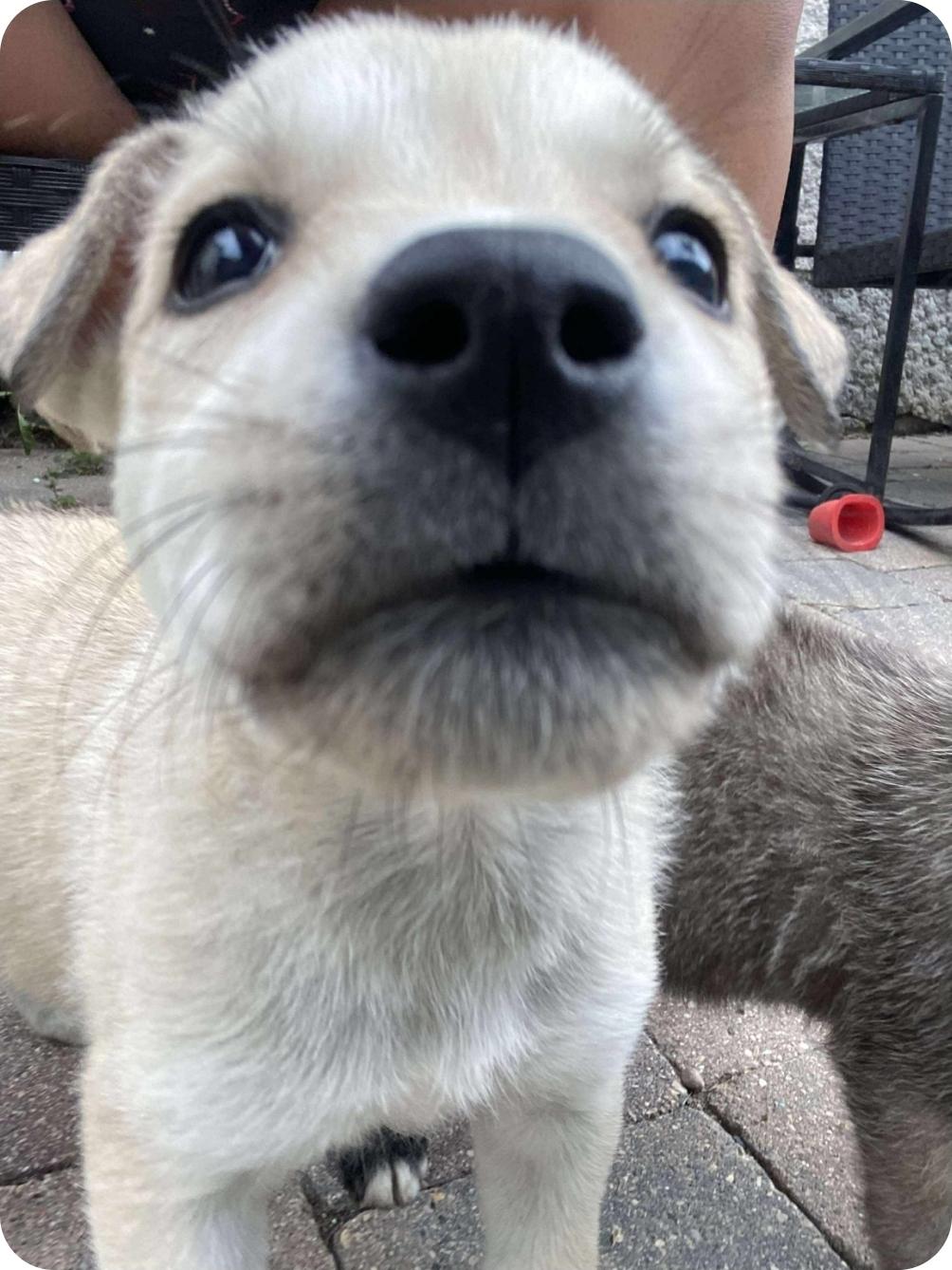 Millie, an adoptable Mixed Breed in Winnipeg, MB, R3E 2Z9 | Photo Image 6
