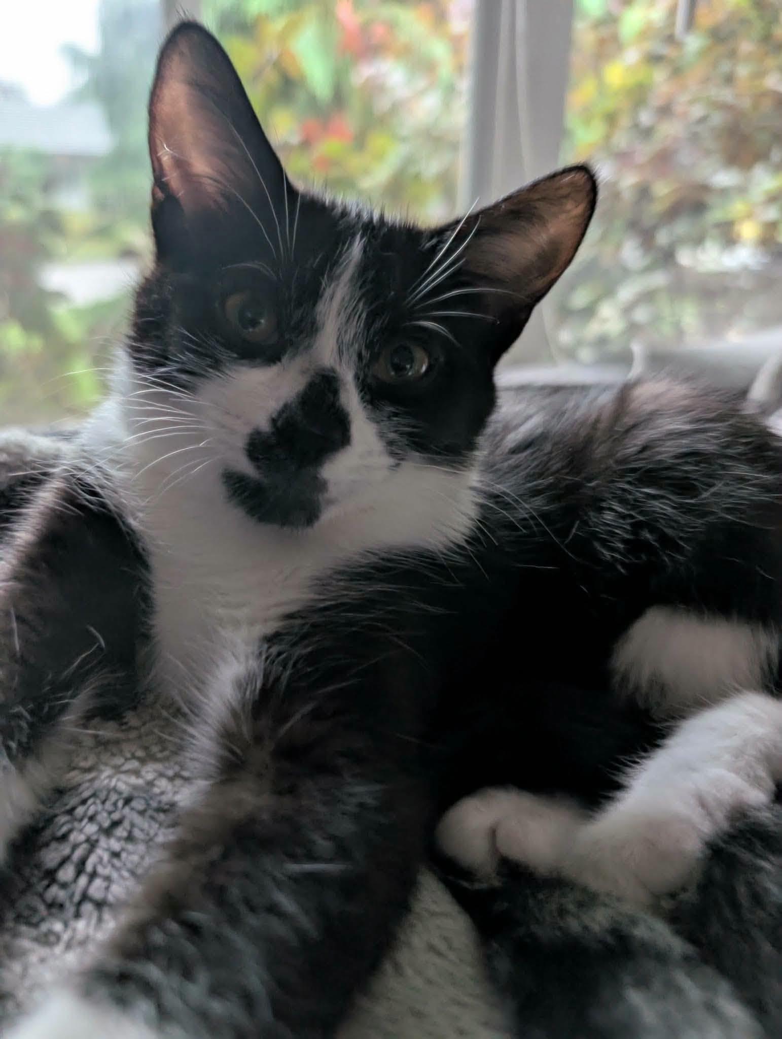Enlarge Parker, a Adopted Domestic Short Hair in London, ON image 3/4