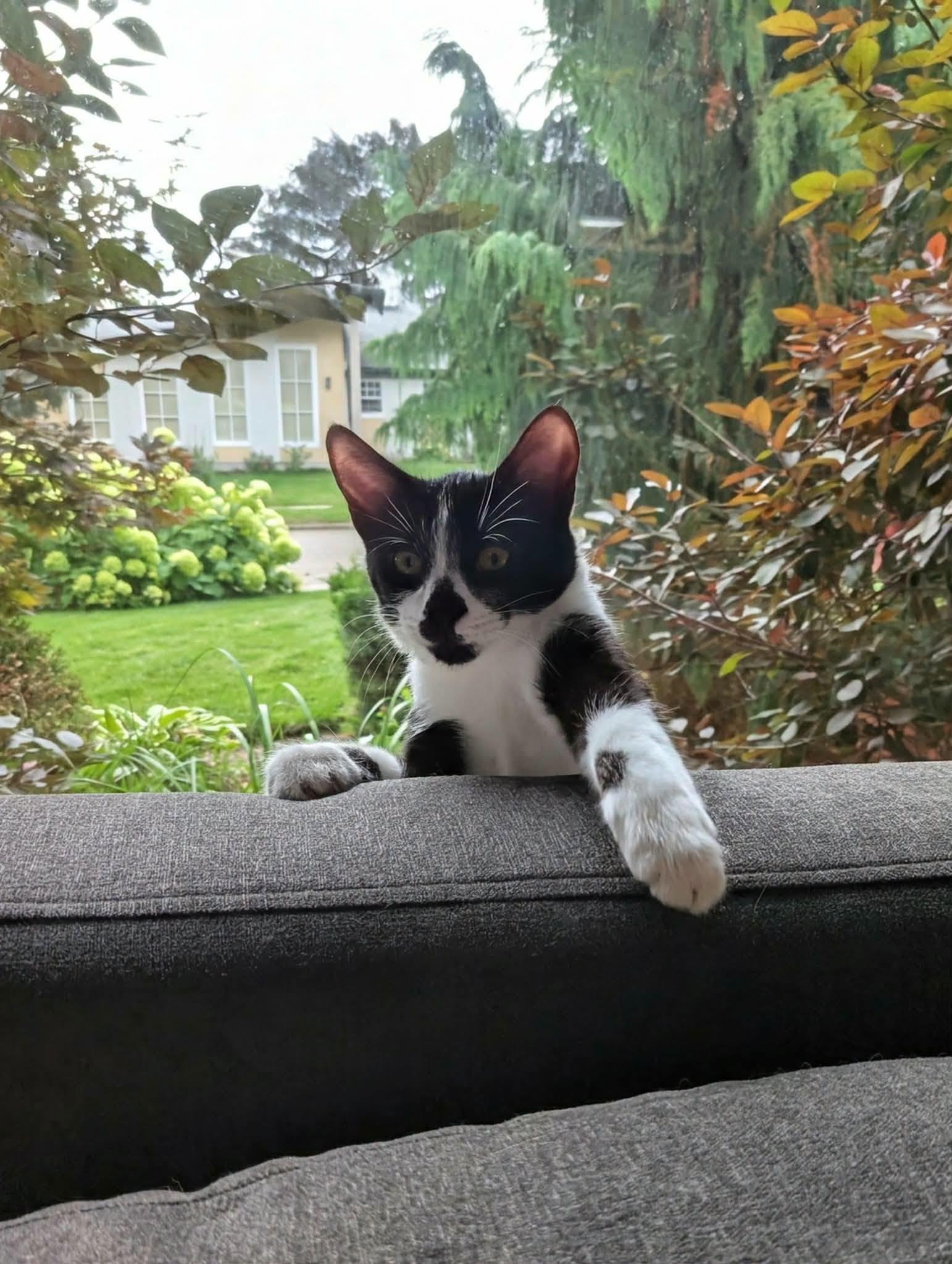 Parker, Adopted, Young Female Domestic Short Hair.