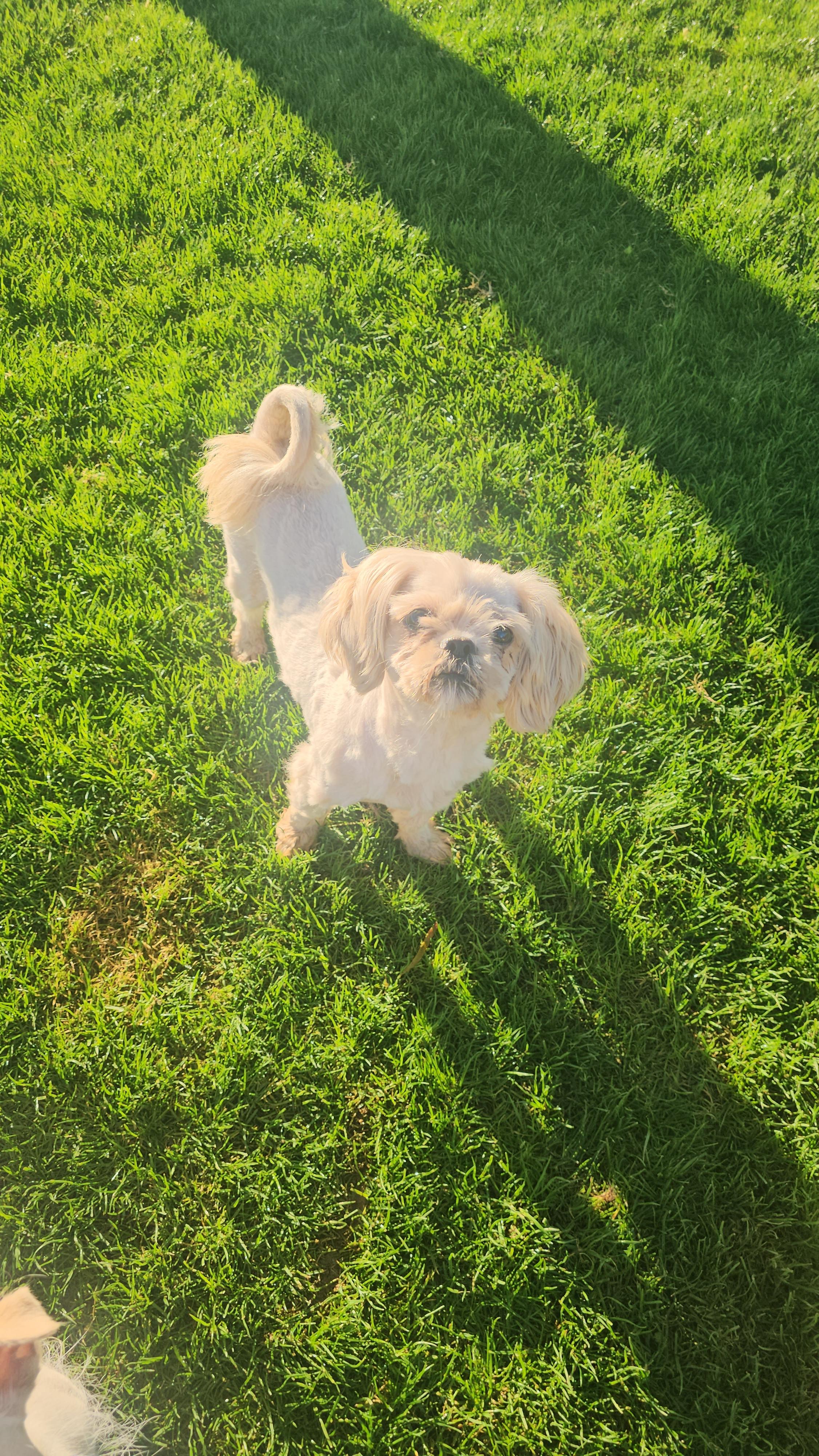 Enlarge Scooter, a Adoptable Shih Tzu in Mesa, AZ image 2/6