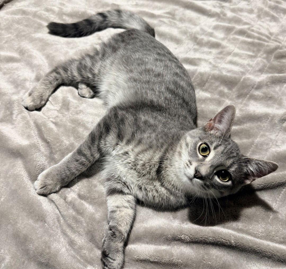 Quartz, Adoptable, Kitten Male Domestic Short Hair & Tabby.