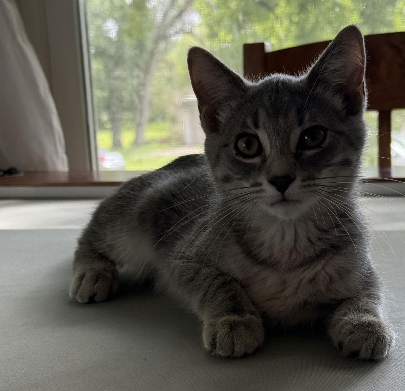 Enlarge Quartz, a Adoptable mixed breed in Forest Lake, MN image 2/3
