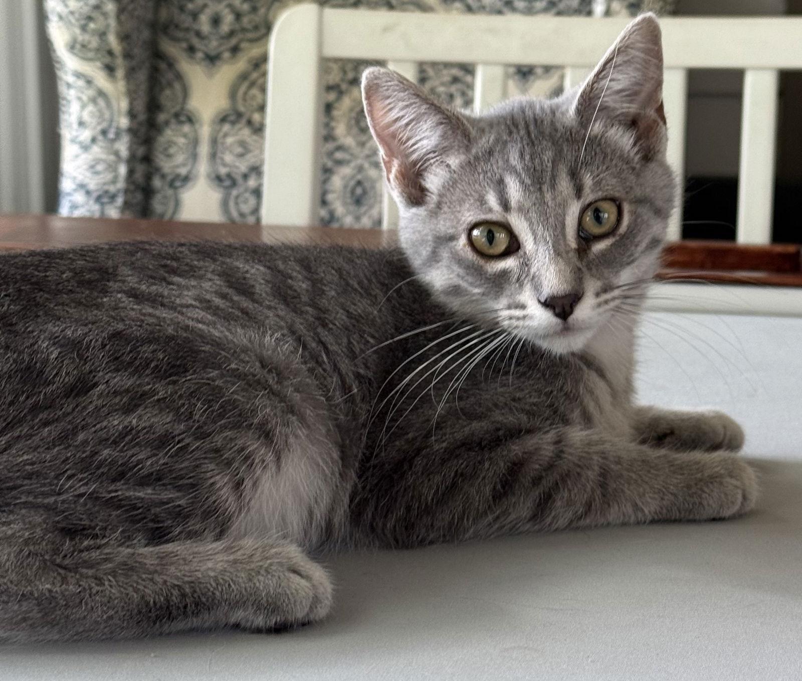 Enlarge Quartz, a Adoptable mixed breed in Forest Lake, MN image 3/3