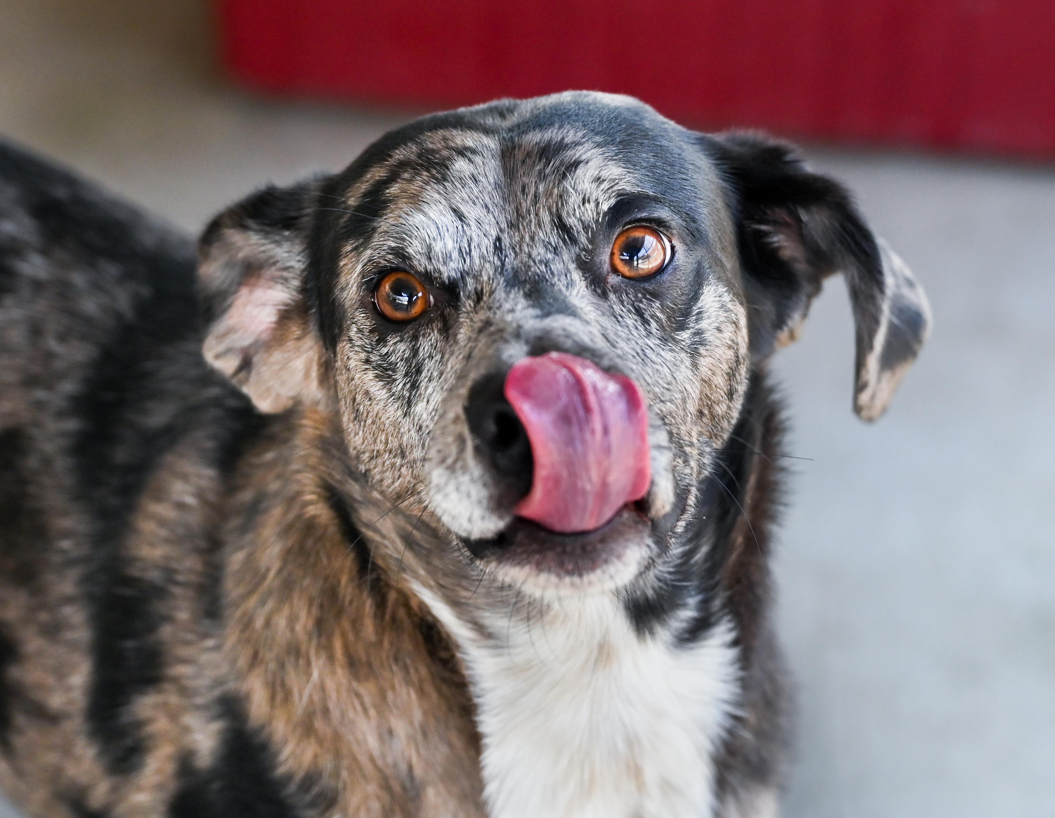 Enlarge Yota, a ADOPTABLE mixed breed in Chattanooga, TN image 4/6