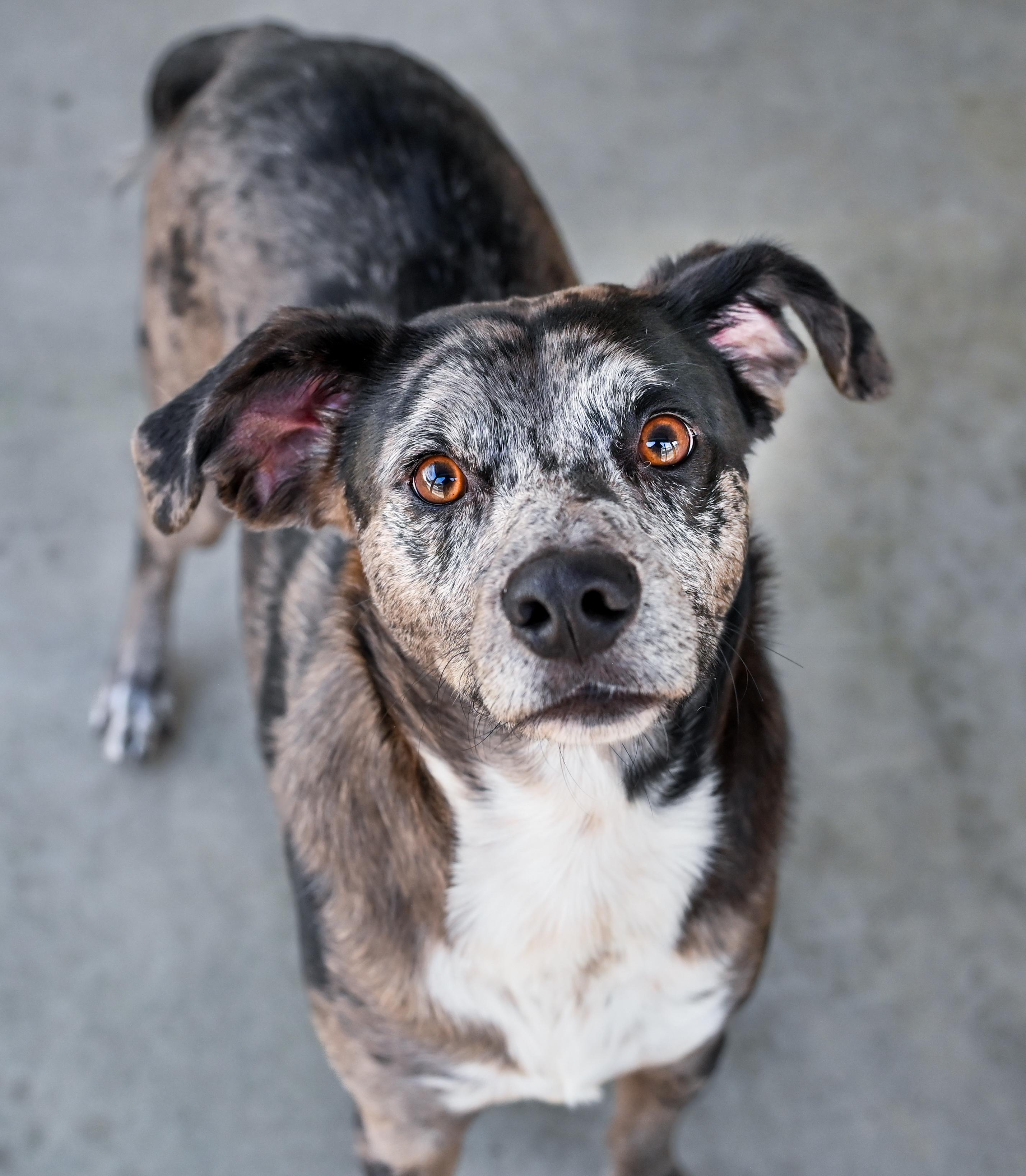 Enlarge Yota, a ADOPTABLE mixed breed in Chattanooga, TN image 3/6