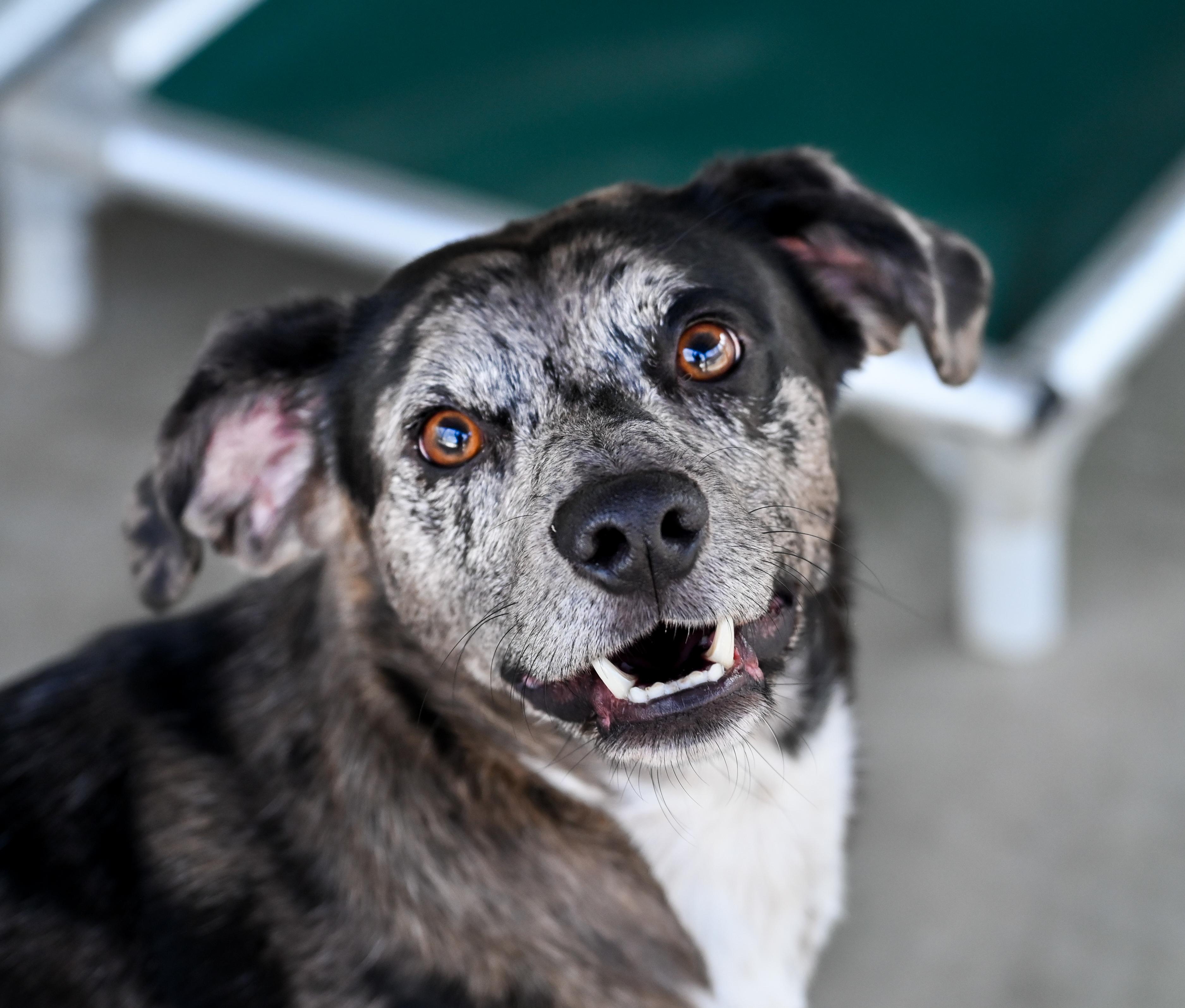 Enlarge Yota, a ADOPTABLE mixed breed in Chattanooga, TN image 6/6