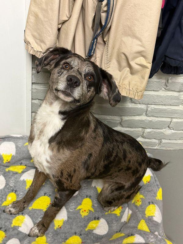 Enlarge Yota, a ADOPTABLE mixed breed in Chattanooga, TN image 6/6