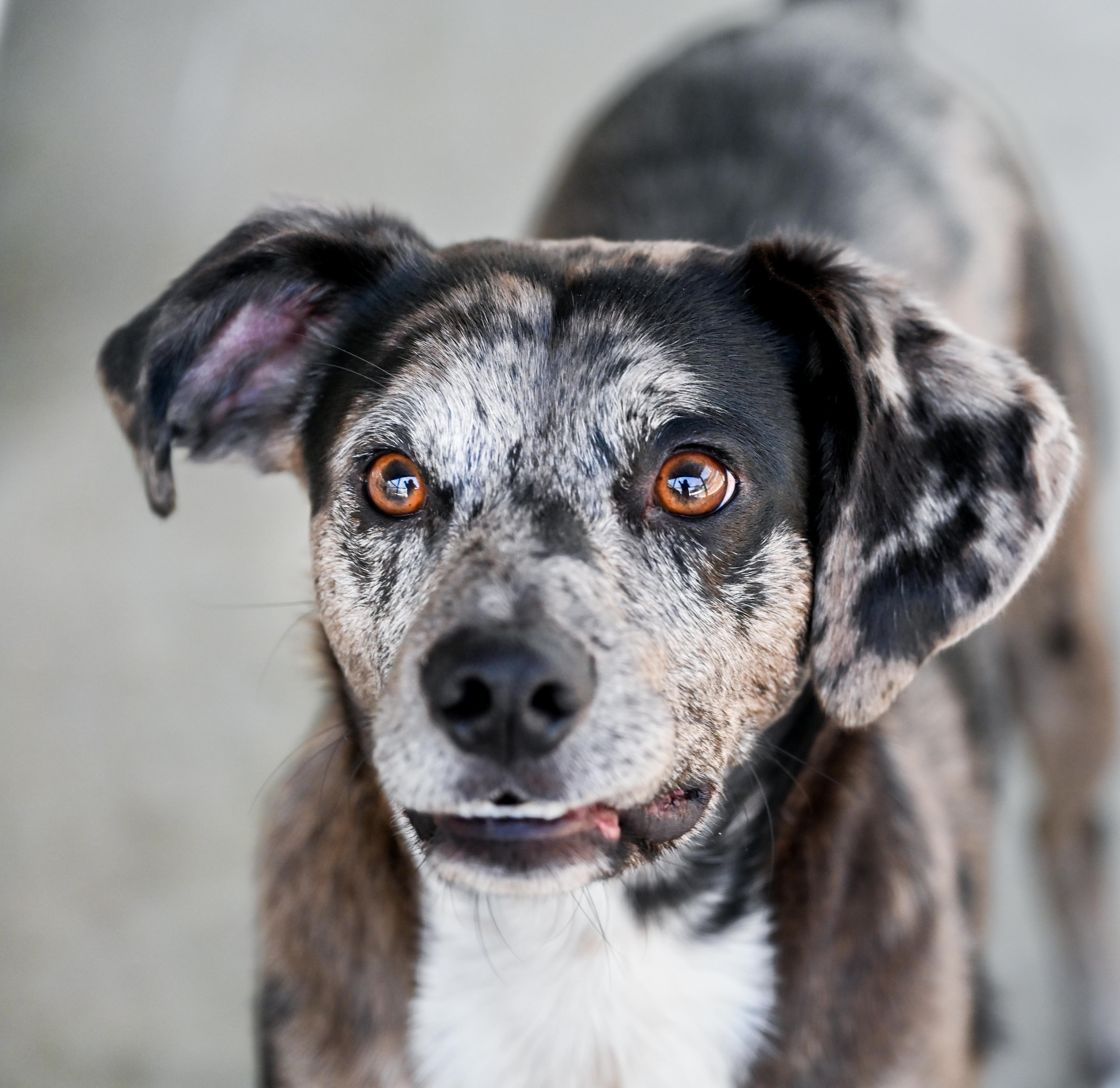Enlarge Yota, a ADOPTABLE mixed breed in Chattanooga, TN image 2/6