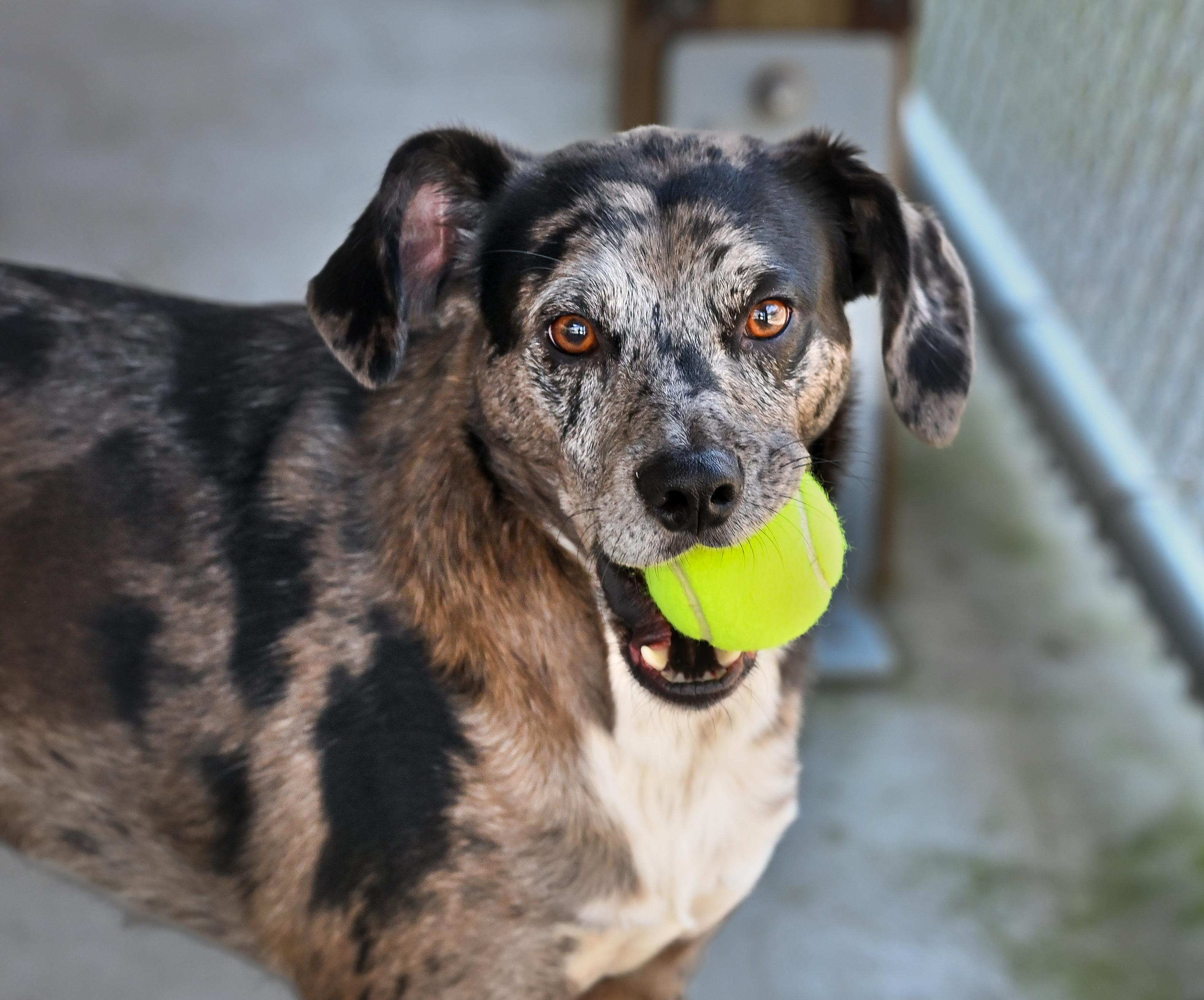 Enlarge Yota, a ADOPTABLE mixed breed in Chattanooga, TN image 5/6