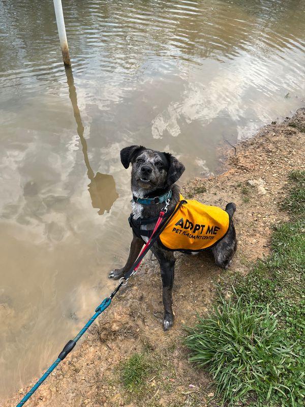 Enlarge Yota, a ADOPTABLE mixed breed in Chattanooga, TN image 5/6