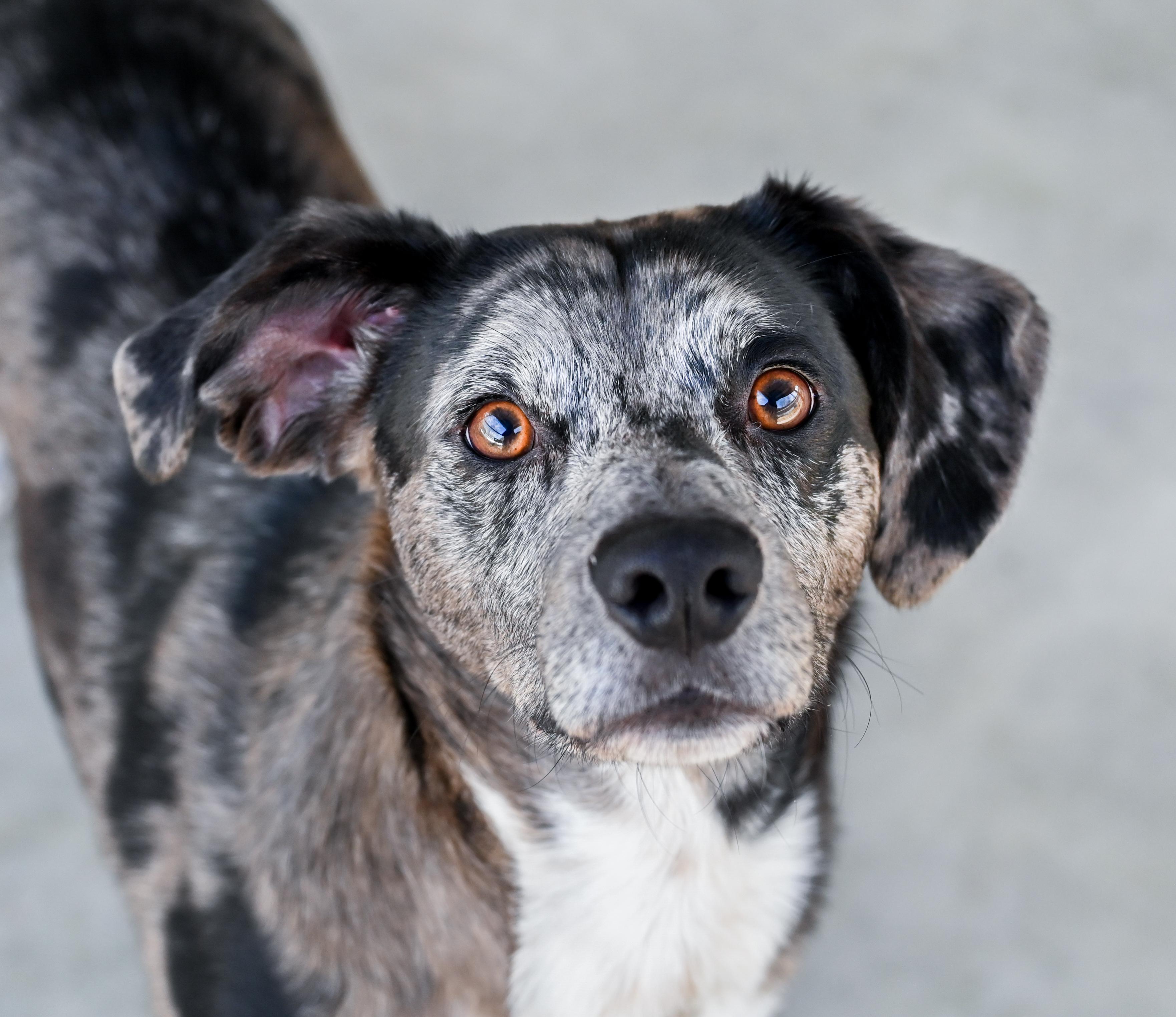 Enlarge Yota, a ADOPTABLE mixed breed in Chattanooga, TN image 1/6