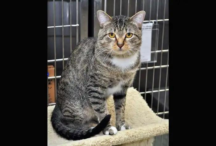 Enlarge Uncle, a ADOPTABLE Domestic Short Hair in Coupeville, WA image 3/3
