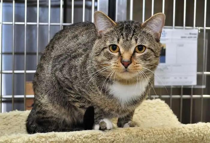 Enlarge Uncle, a ADOPTABLE Domestic Short Hair in Coupeville, WA image 2/3