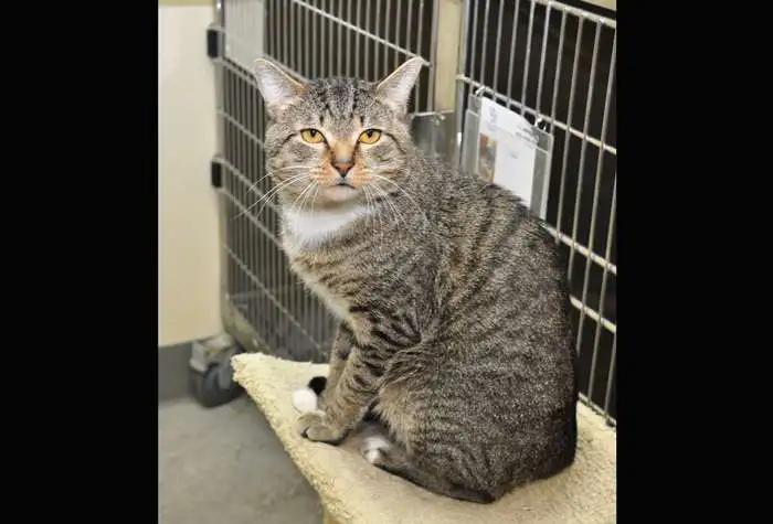 Enlarge Uncle, a ADOPTABLE Domestic Short Hair in Coupeville, WA image 1/3