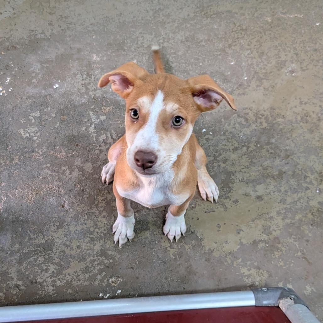 Enlarge Ruby, a Adoptable mixed breed in Tulsa, OK image 1/2