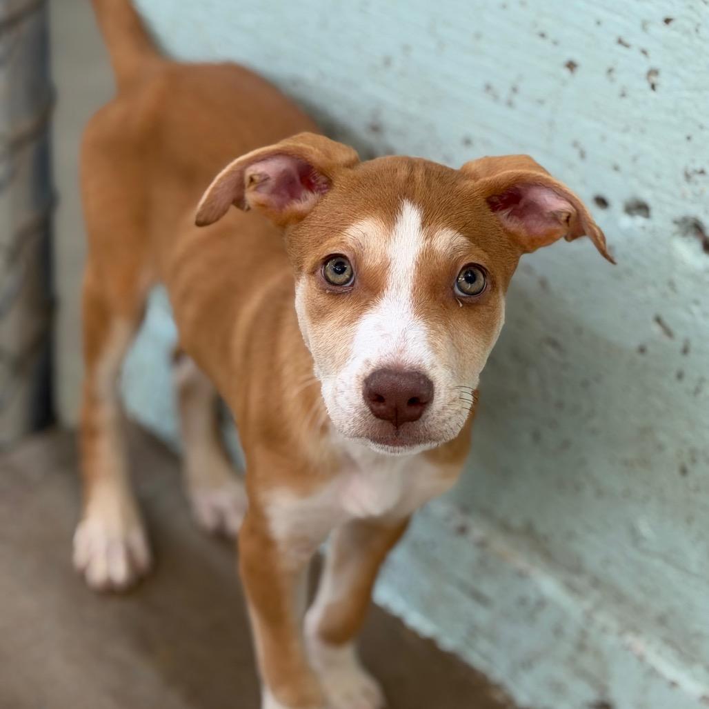Enlarge Ruby, a Adoptable mixed breed in Tulsa, OK image 2/2