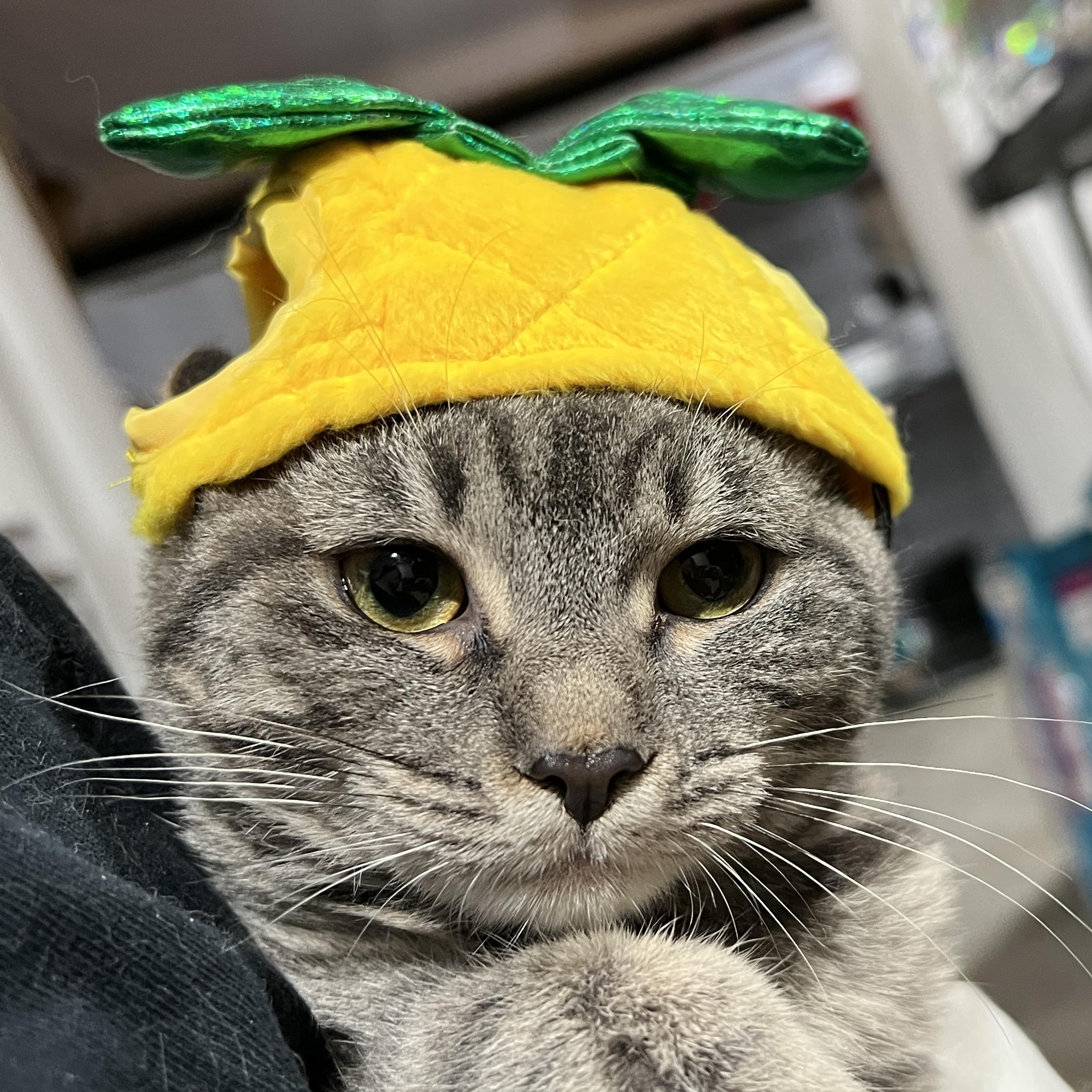 Fuji photo
