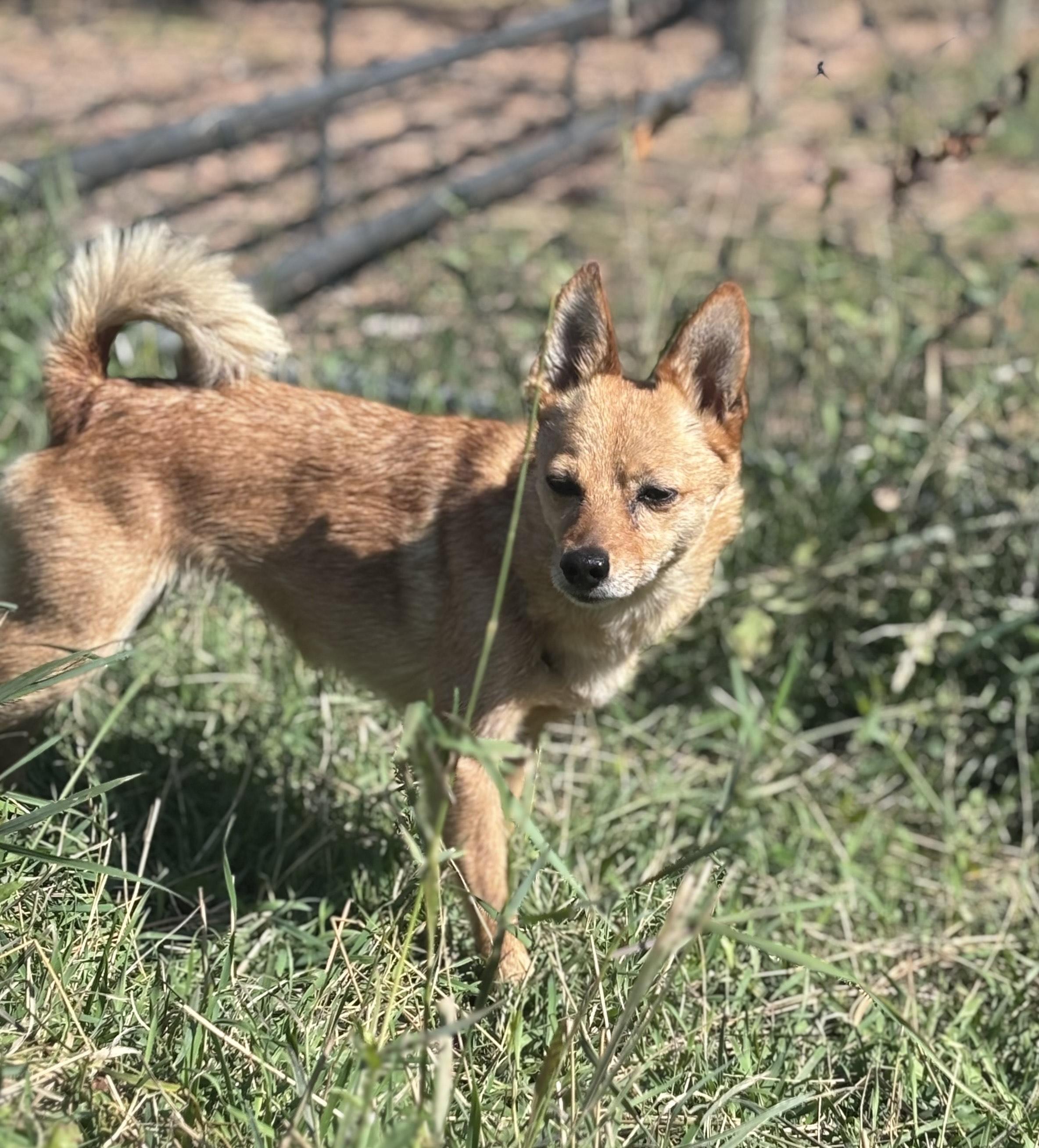 Enlarge Belle, an adopted mixed breed in Huson, MT image 1/6