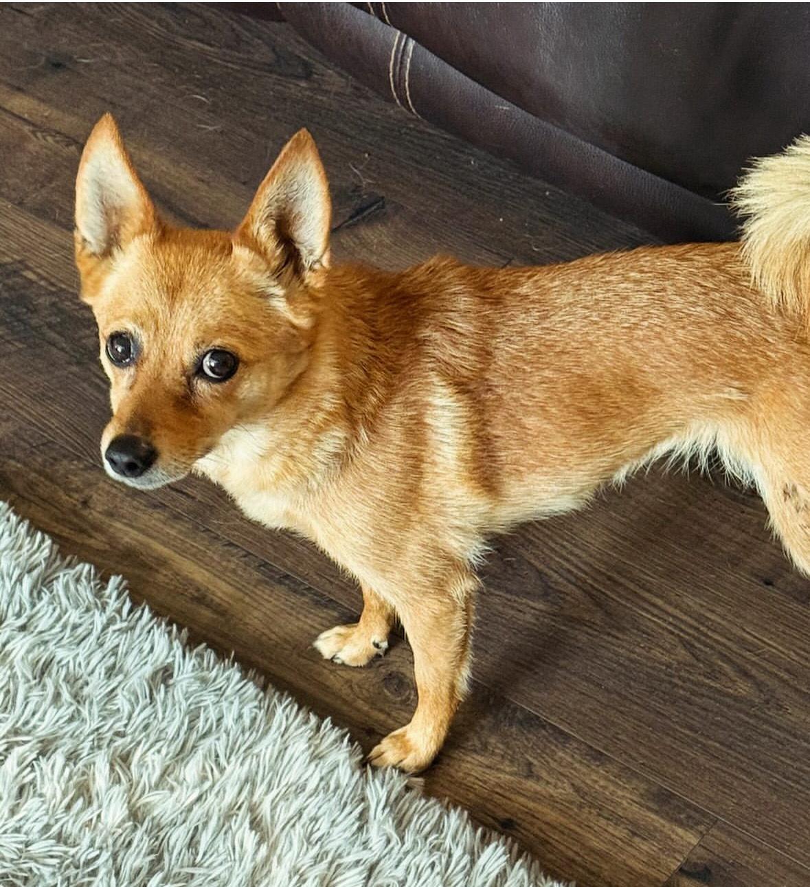 Enlarge Belle, an adopted mixed breed in Huson, MT image 2/6