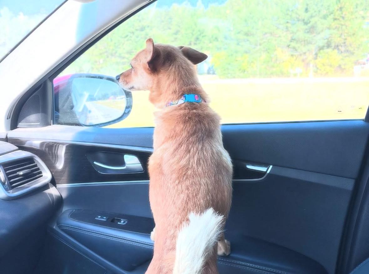 Belle, an adoptable Pomeranian, Chihuahua in Huson, MT, 59846 | Photo Image 3