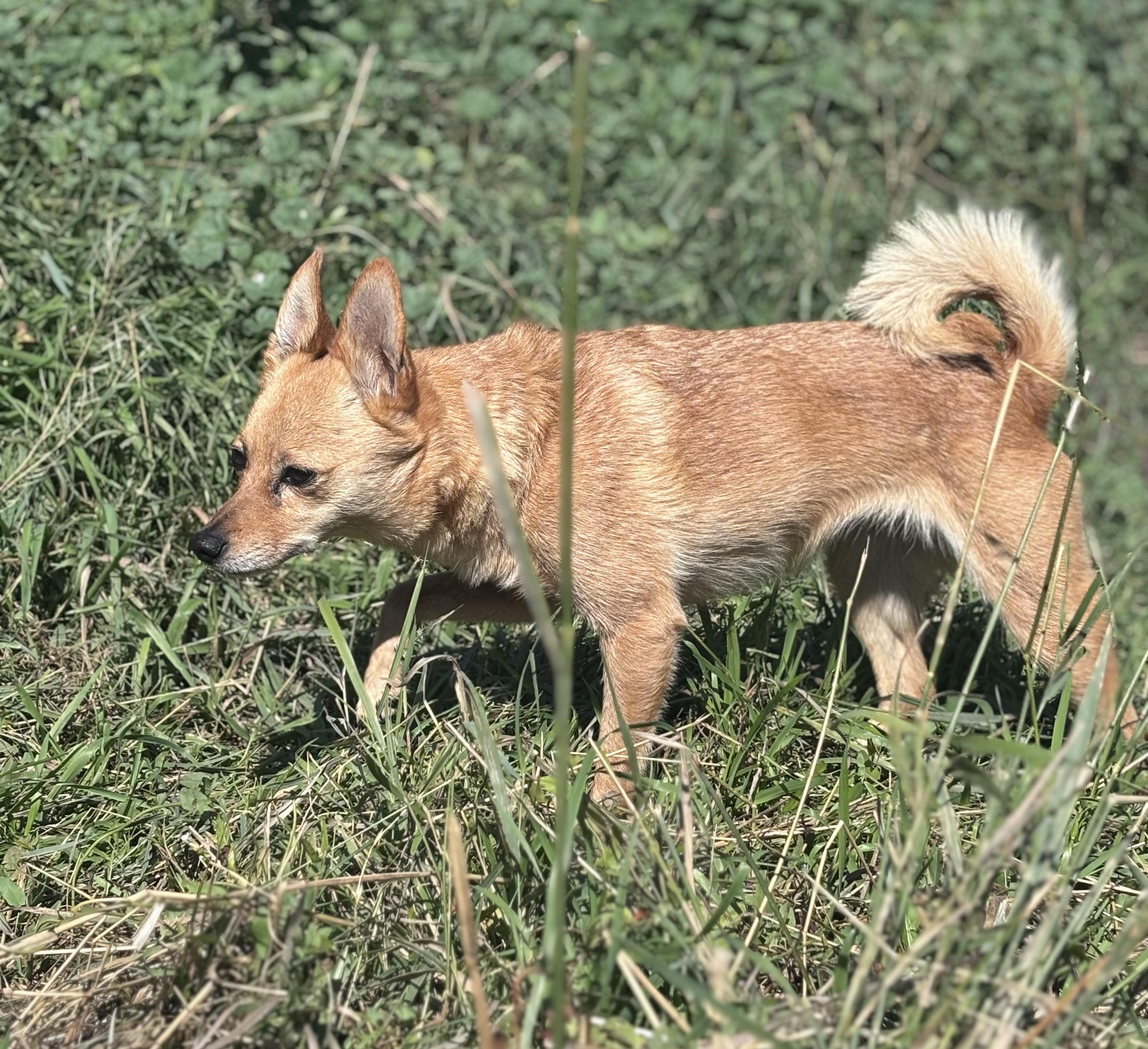 Enlarge Belle, an adopted mixed breed in Huson, MT image 4/6