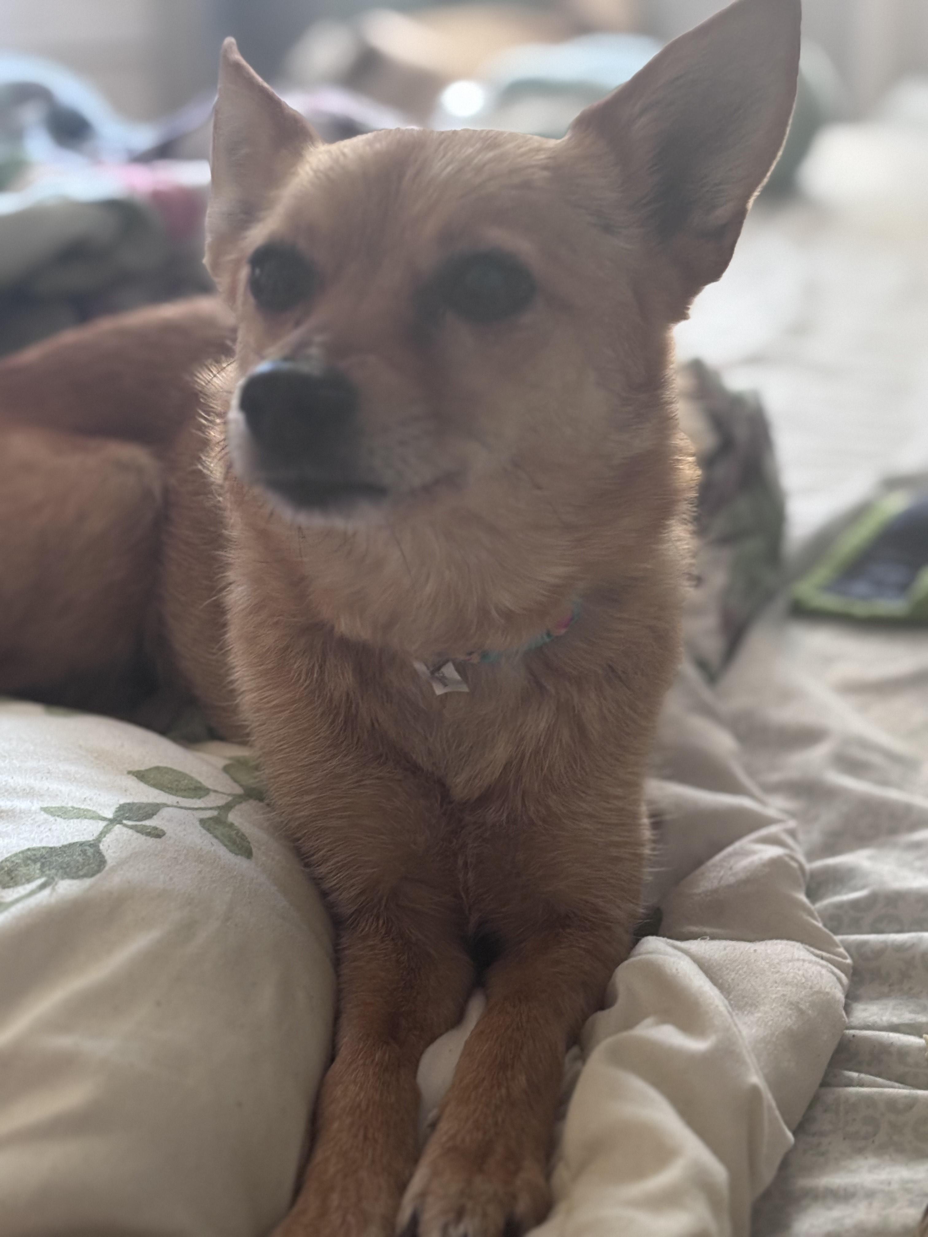 Enlarge Belle, an adopted mixed breed in Huson, MT image 5/6