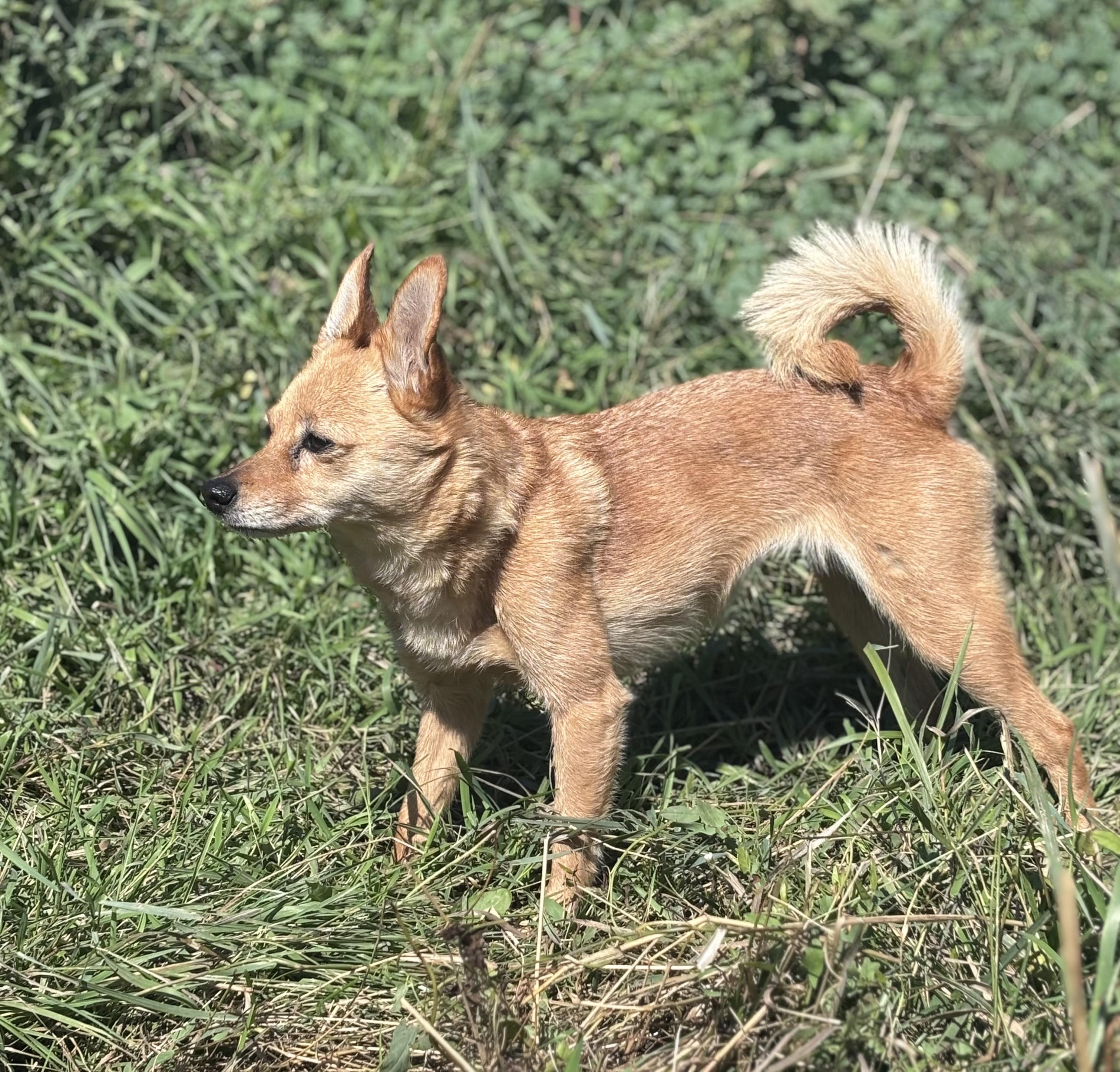 Enlarge Belle, an adopted mixed breed in Huson, MT image 6/6