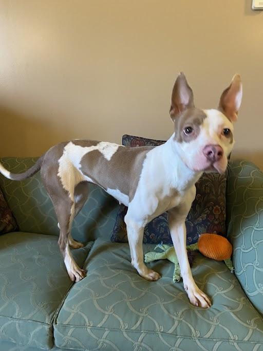 Enlarge Jesse Quick, a ADOPTABLE Terrier in Germantown, TN image 1/1