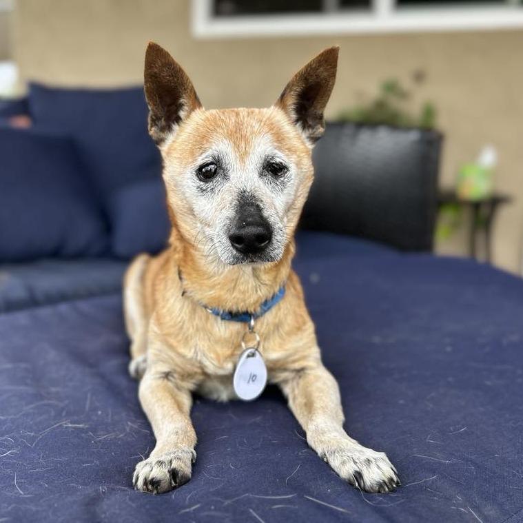 Barley, a Adoptable Chihuahua in Sonoma, CA image 5/6