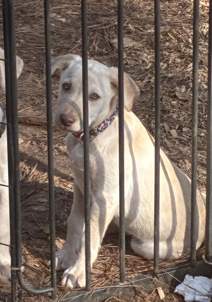 Enlarge Aspirot / Sweets, a Adopted mixed breed in Broomfield, CO image 1/6