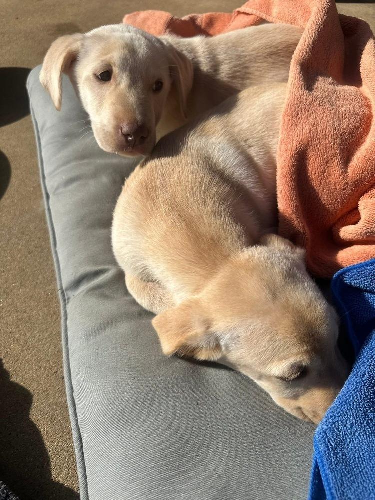 Enlarge Aspirot / Sweets, a Adopted mixed breed in Broomfield, CO image 2/6