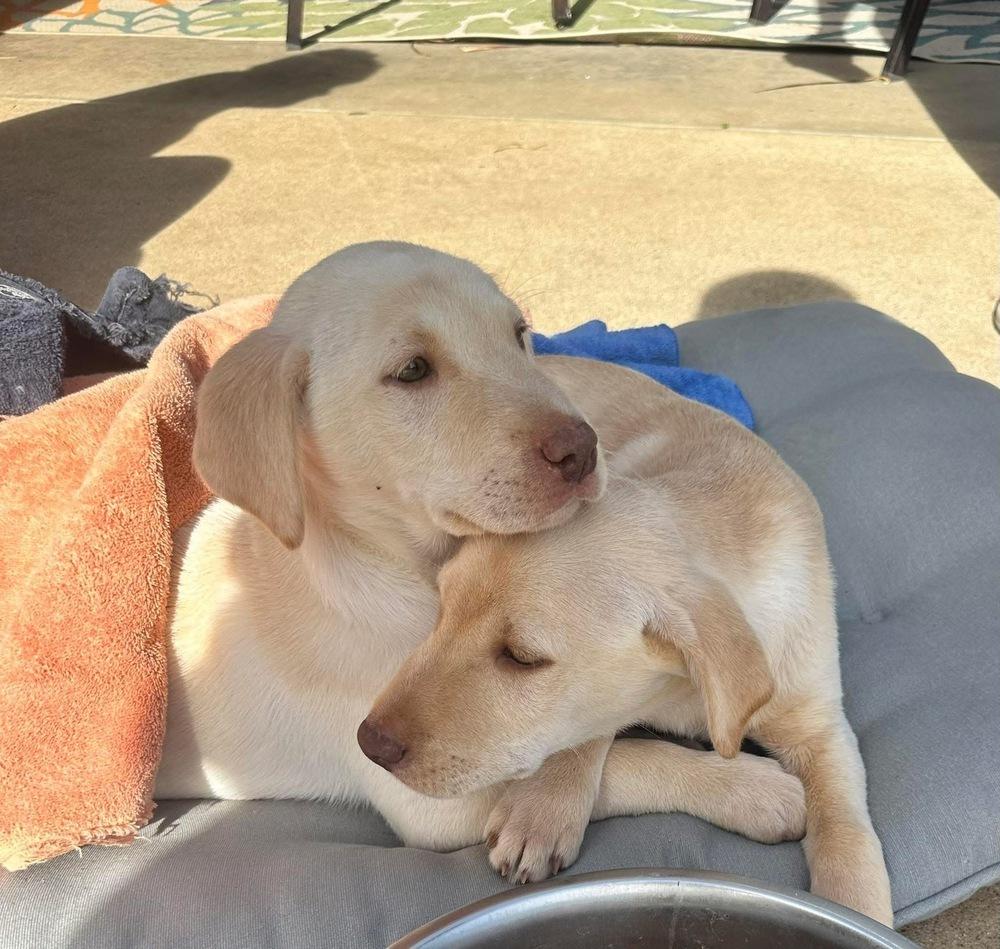 Enlarge Aspirot / Sweets, a Adopted mixed breed in Broomfield, CO image 4/6