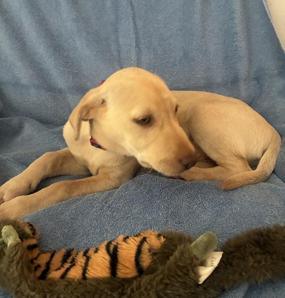 Enlarge Aspirot / Sweets, a Adopted mixed breed in Broomfield, CO image 6/6