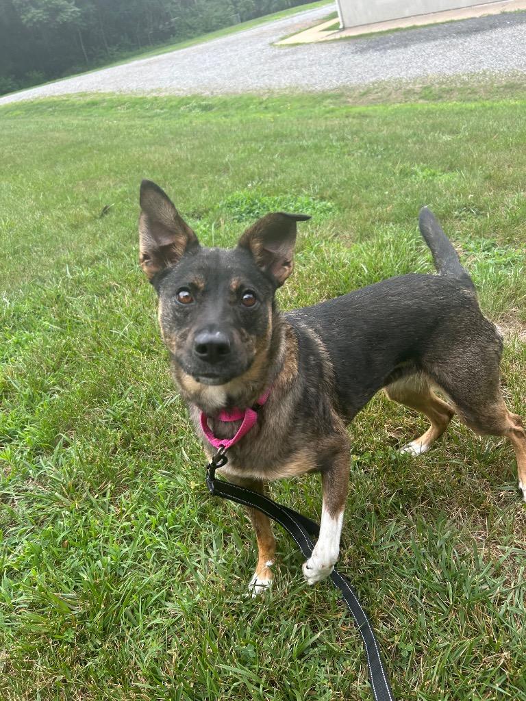 Goose, Adoptable, Adult Female German Shepherd Dog & Mixed Breed.