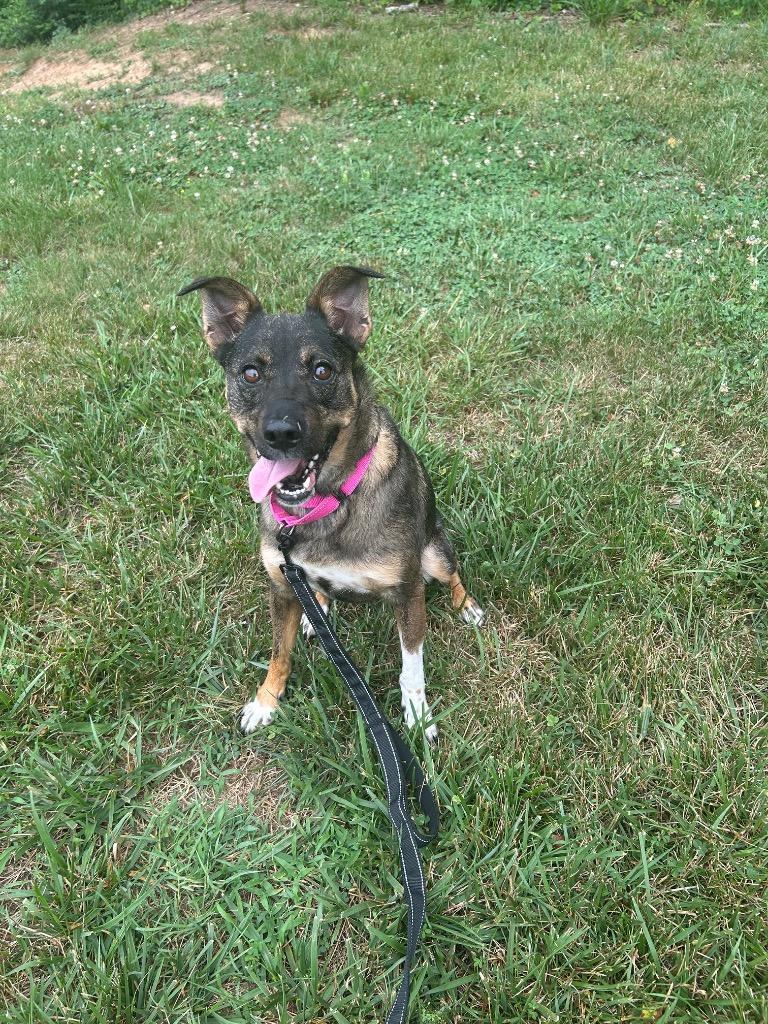 Enlarge Goose, a Adoptable mixed breed in Mineral, VA image 2/5