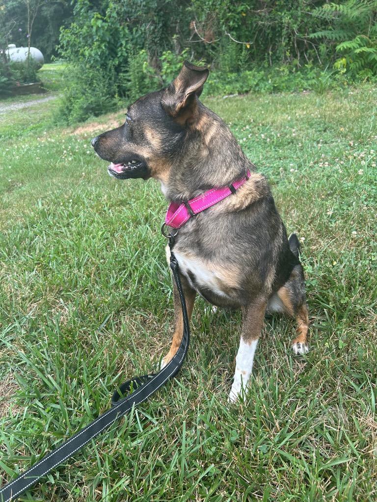 Enlarge Goose, a Adoptable mixed breed in Mineral, VA image 3/5