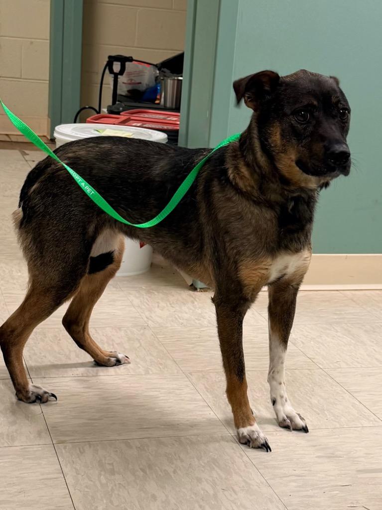 Enlarge Goose, a Adoptable mixed breed in Mineral, VA image 4/5