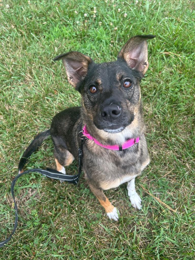 Enlarge Goose, a Adoptable mixed breed in Mineral, VA image 5/5