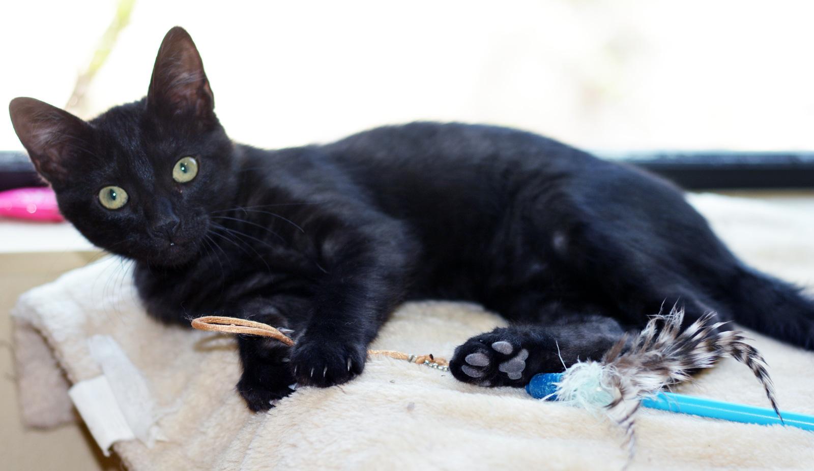 MARTA, ADOPTABLE, Kitten Female Domestic Short Hair.