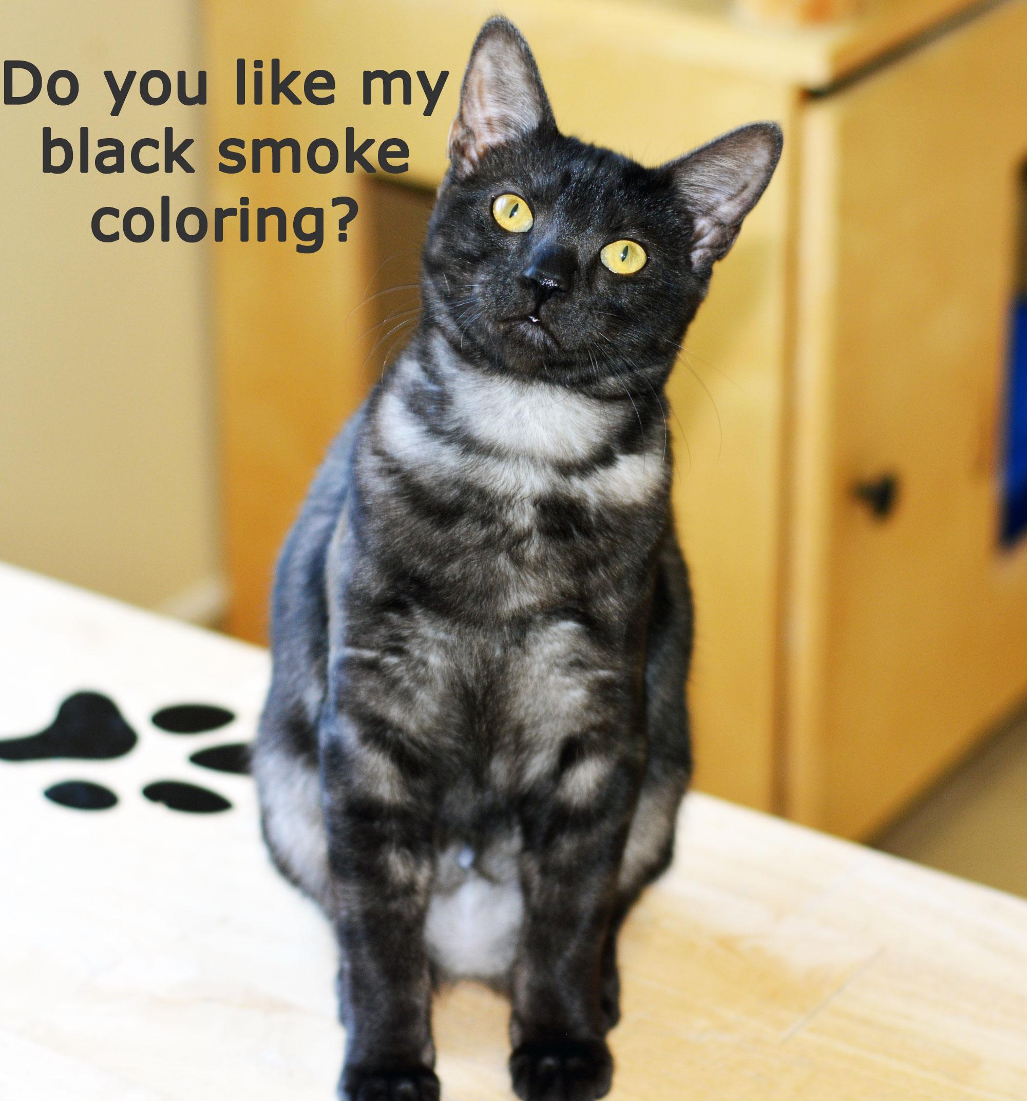 MARTA, a ADOPTABLE Domestic Short Hair in San Clemente, CA image 3/3