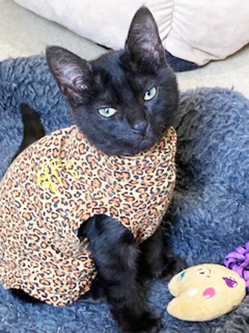 MARTA, a ADOPTABLE Domestic Short Hair in San Clemente, CA image 2/3