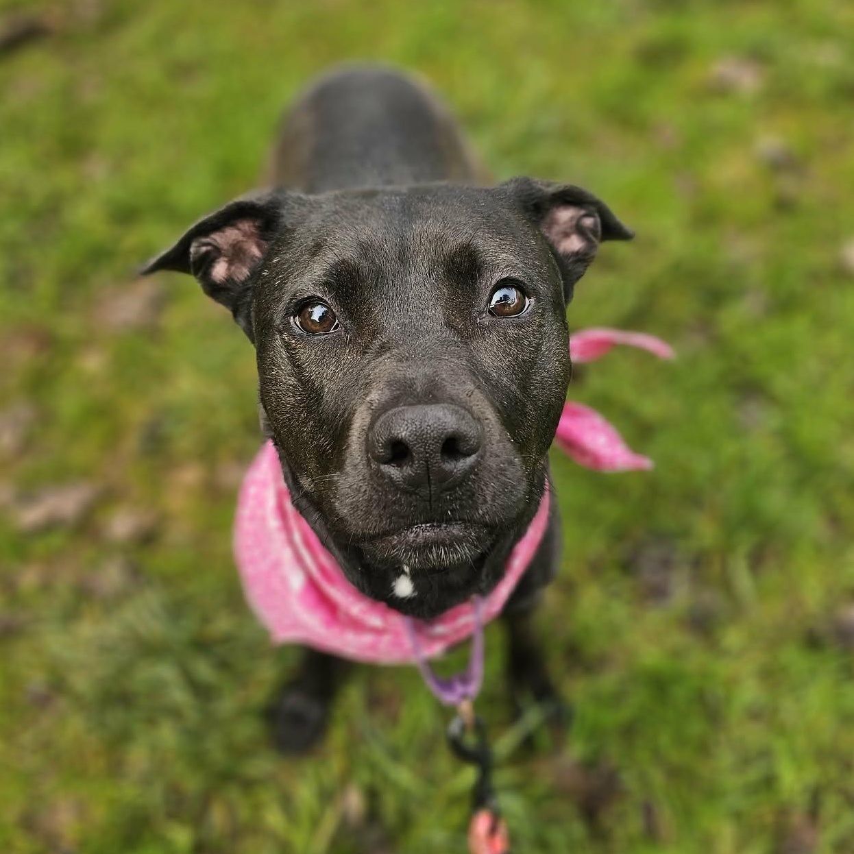 Nikki, a ADOPTABLE mixed breed in Grants Pass, OR image 1/5