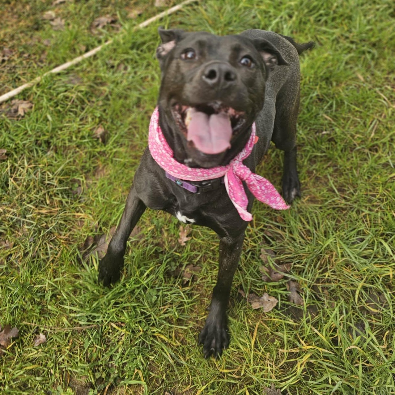 Nikki, a ADOPTABLE mixed breed in Grants Pass, OR image 4/5