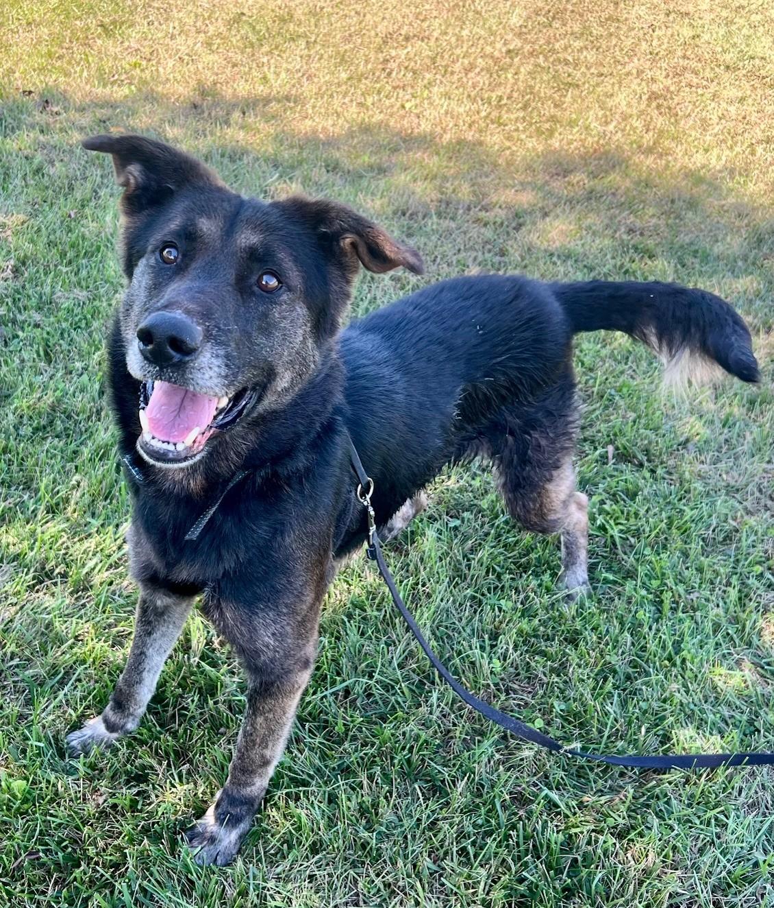 Ashy, Adoptable, Adult Male Shepherd.